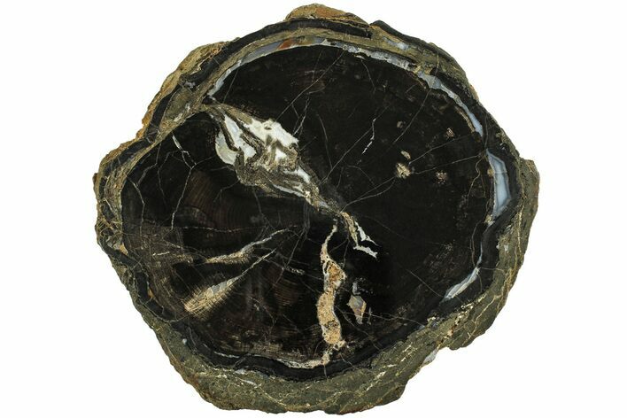 Polished Petrified Wood Round - Sweet Home, Oregon #214982